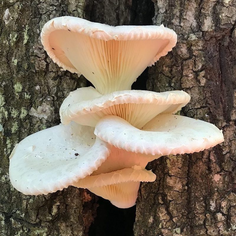 Oyster mushroom growing on tree bark