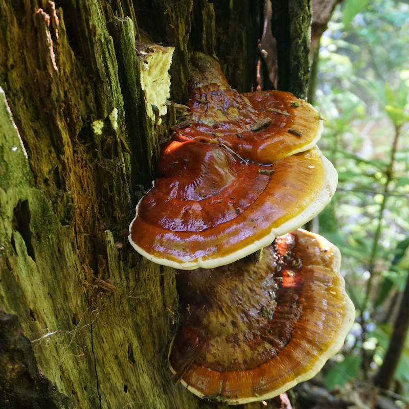 Reishi mushrooms are revitalising for the entire body and particularly valuable to ease stress and anxiety.