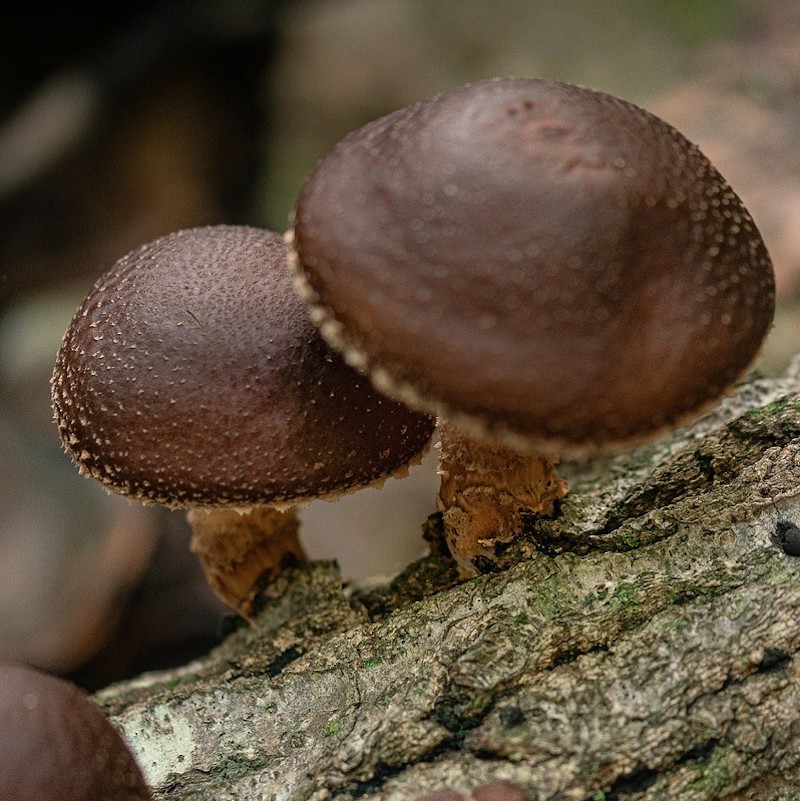 Shitake Mushroom on log