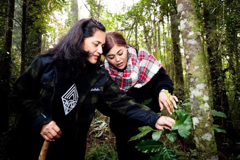 Rongoā Māori practice in New Zealand