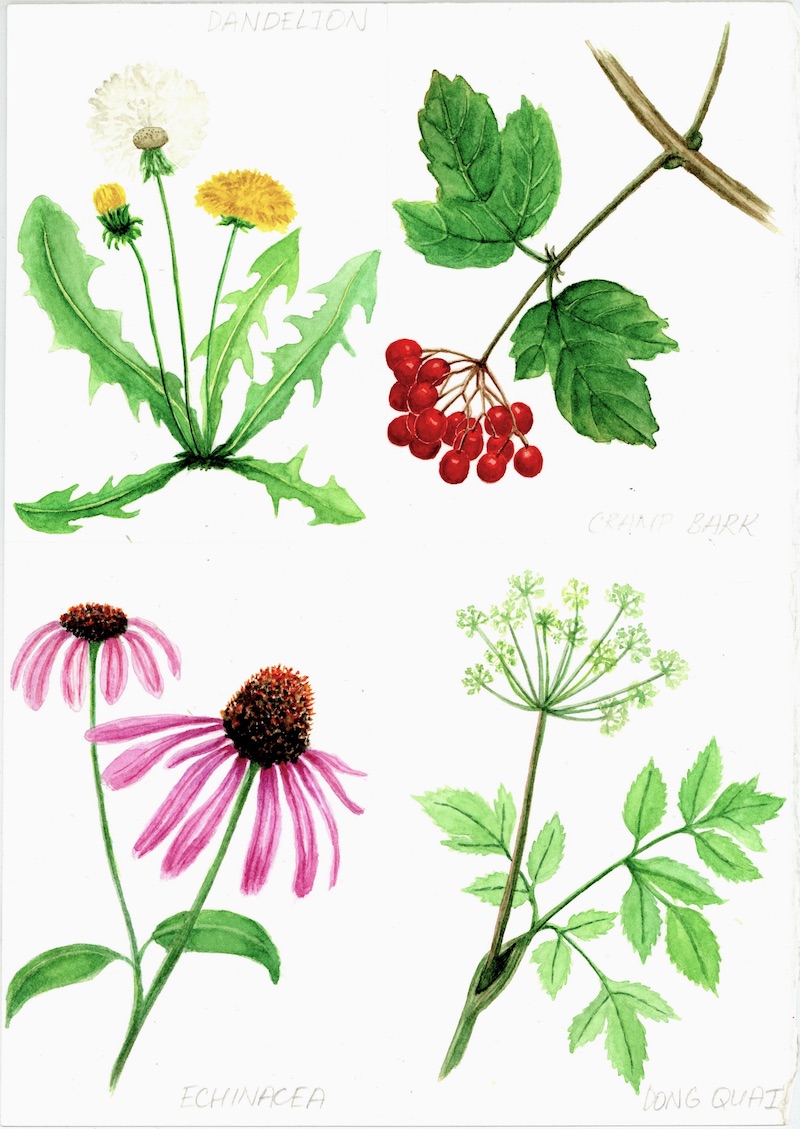 Botanical Illustrations of Dandelion, Dong Quai, Cramp Bark and Echinacea