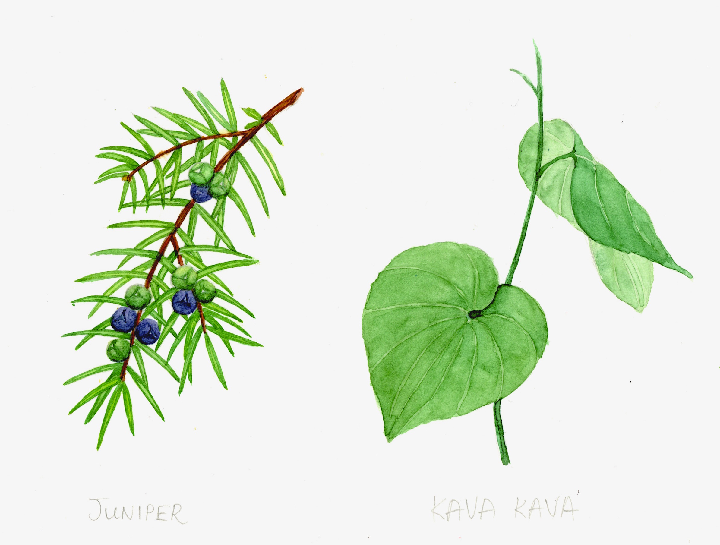 Juniper and Kava Kava Botanical Illustrations
