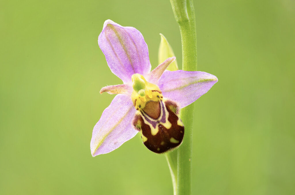 An orchid mimics a bee to attract pollinators. 