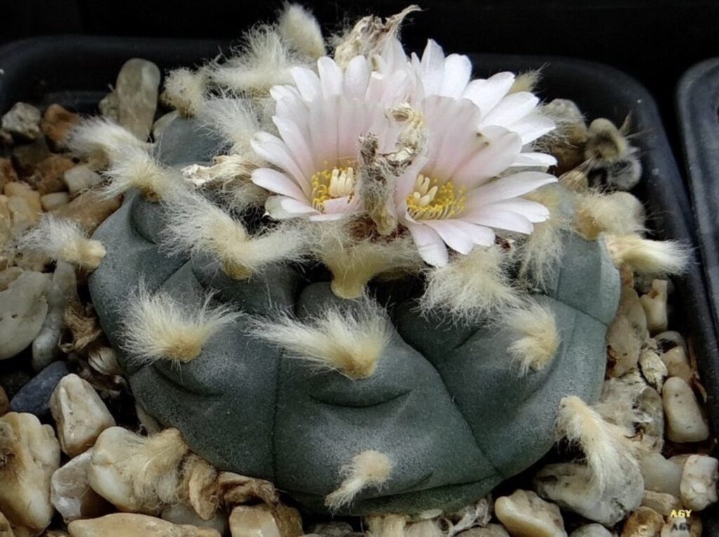 Flowering Peyote- lophpohora williamsii - photo courtesy of Agocs Gyorgy.
