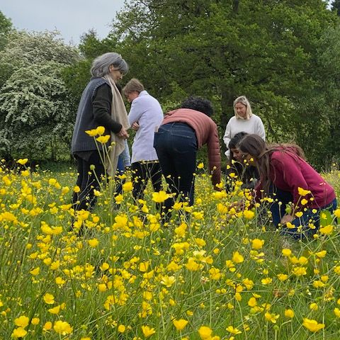 Students collecting buttercups to make a flower essence at the Quantum Botanicals Immersion 2023. 