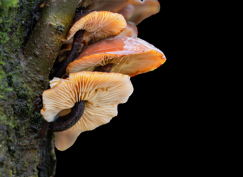 Velvet Shank mushroom - Flammulina velutipes