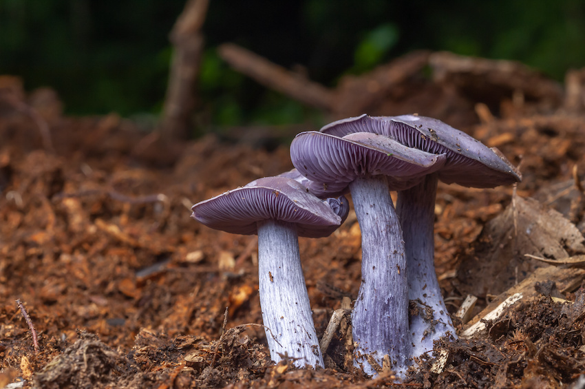 photographs of Field and Wood Blewits - Clitocybe nuda. A beautiful delicate purple colour. 