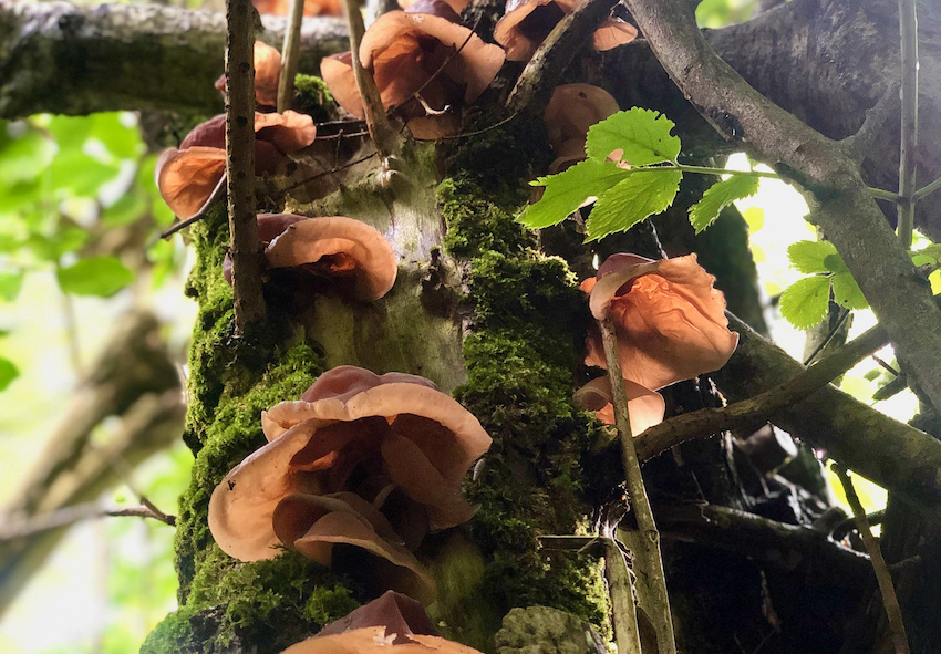 Jelly ear mushrooms on Beech tree