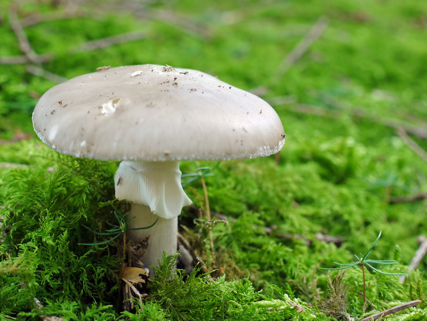 An example of a poisonous mushroom; the deadly Deathcap mushroom. It is vital to be certain of the exact identification of mushrooms prior to eating. 