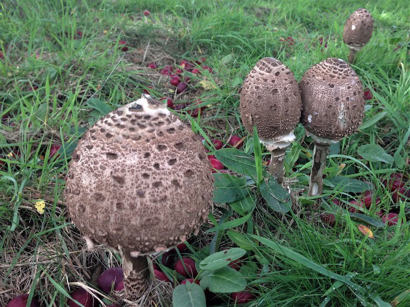 Foraging for Parasol fungi.