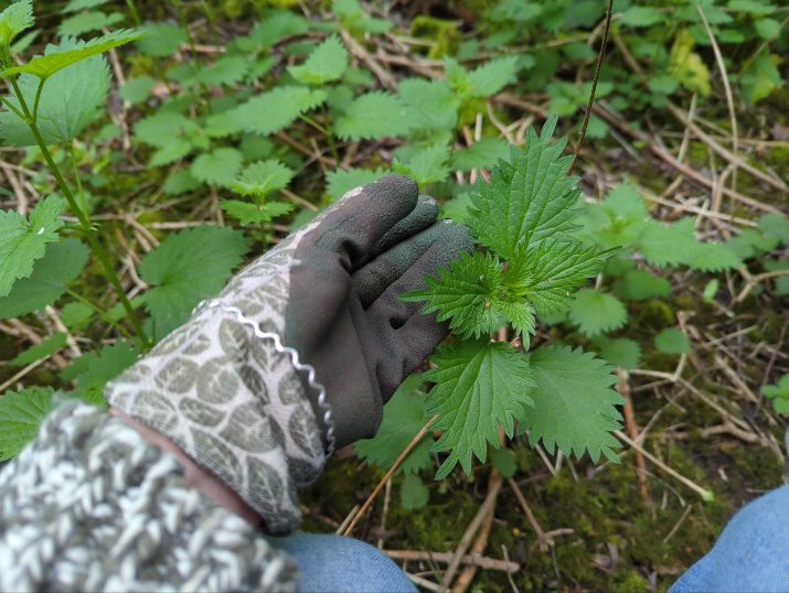 Gloves for safe harvesting of stinging nettles. 