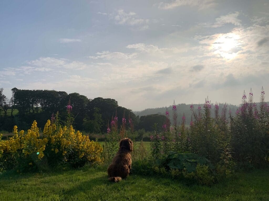 Showing the natural landscape at sunset at Bramble & Iris Herbal Practice and Pharmacy in Southern Scotland. The owners dog watches the sun set surrounded by pink and yellow flowers in Dawn's garden. 